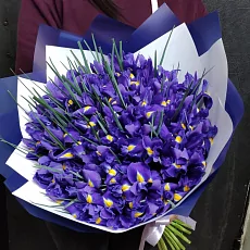 101 Ирис в упаковке 