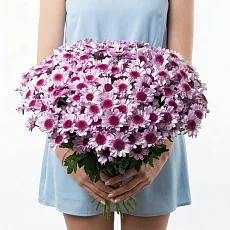 25 Сиреневых Хризантем Кустовых