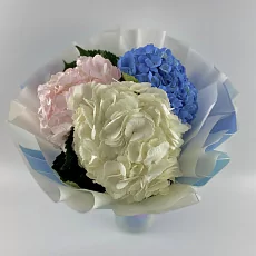 3 Разноцветные Гортензии