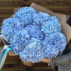 9 Голубых Гортензий