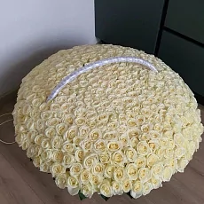 501 Роза белого цвета премиум