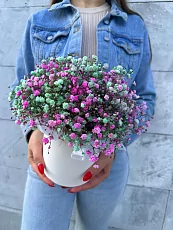 Коробка с цветной гипсофилой 