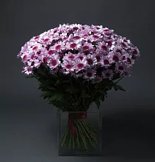 51 Сиреневая Хризантема Кустовая