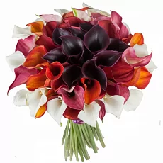 61 Разноцветная Калла