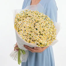 75 Кустовых Ромашек