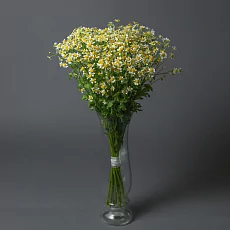 15 Кустовых Ромашек