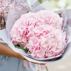 3 Розовые Гортензии