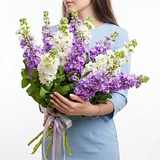 Букет "11 Белых и Фиолетовых Маттиол"