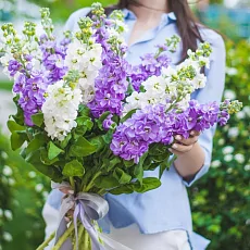 Букет "11 Белых и Фиолетовых Маттиол"