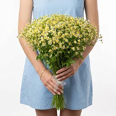 35 Кустовых Ромашек