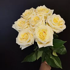 7 Пионовидных кремовых роз (Эквадор) 