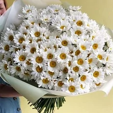 101 Крупная Ромашка