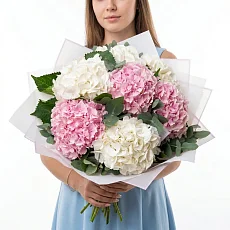 7 Бело-Розовых Гортензий