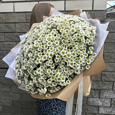 Сантини в крафте 