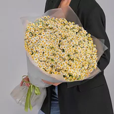 75 Кустовых Ромашек