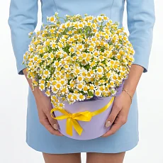 9 Кустовых Ромашек в коробке