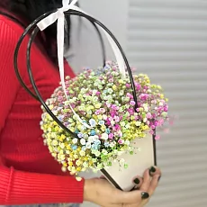 Гипсофила радужная в сумочке 