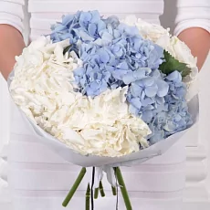 7 Бело-Голубых Гортензий