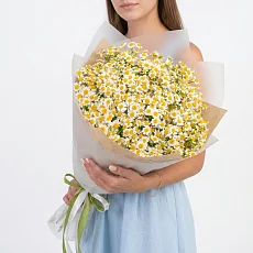 25 Кустовых Ромашек