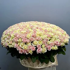 501 Роза нежная