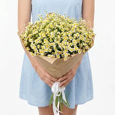 15 Ромашек Кустовых в упаковке