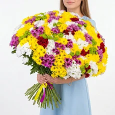 101 Кустовая разноцветная хризантема