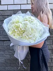 Букет живых цветов из 5 белых гортензий оформленный в дизайнерскую упаковку