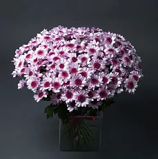 25 Сиреневых Хризантем Кустовых