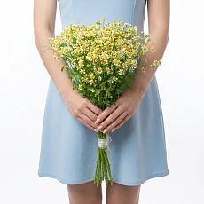 15 Кустовых Ромашек