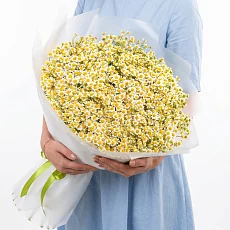 65 Кустовых Ромашек