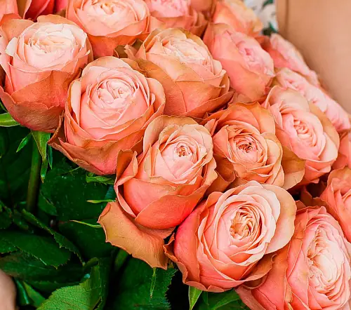 На фото №2 Букет из 25 розовых элитных роз сорта Kahala (Эквадор)