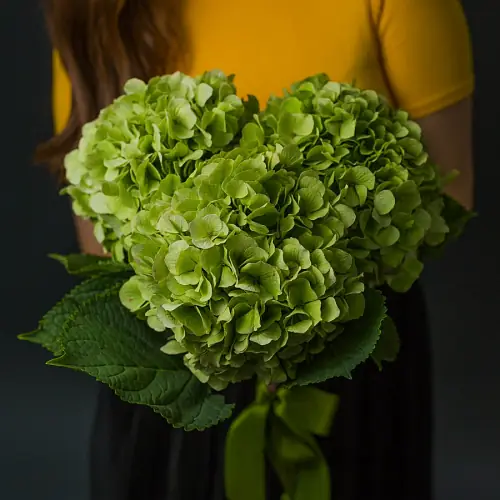 Букет из зеленых гортензий 