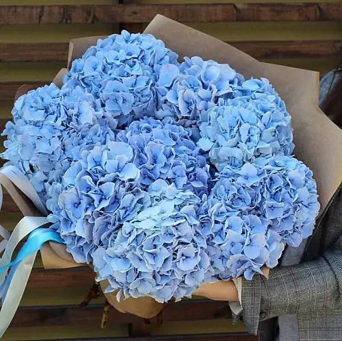 9 Голубых Гортензий