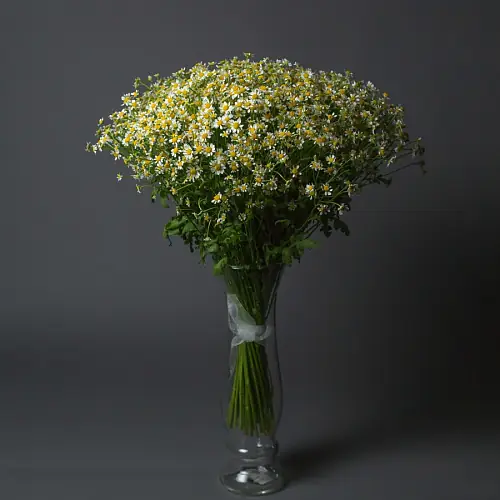   35 Кустовых Ромашек