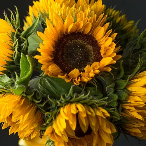 На фото №3 Букет "9 Подсолнухов"