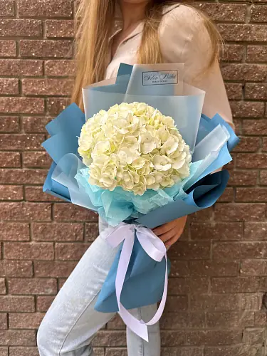 Нежная гортензия в дизайнерской упаковке 