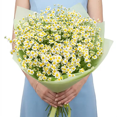 11 Кустовых Ромашек в упаковке