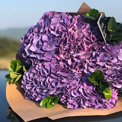 5 Сиреневых Гортензий
