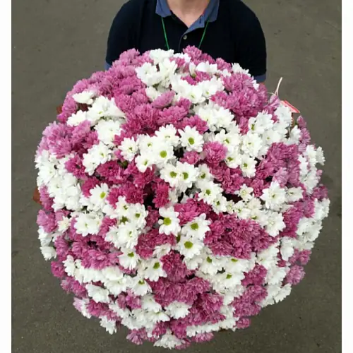 101 Кустовая Хризантема снежная с розовой