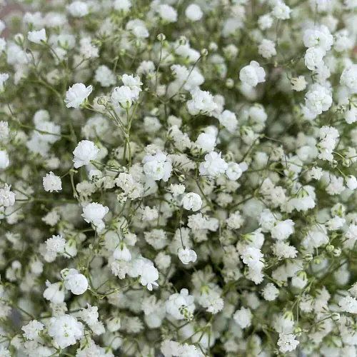 На фото №2 Композиция из гипсофилы и зелени для невесты