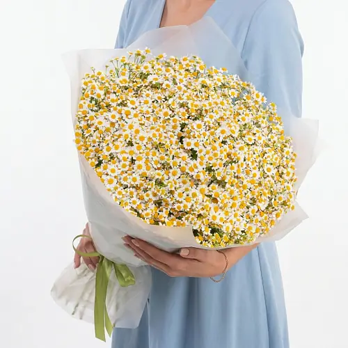 75 Кустовых Ромашек