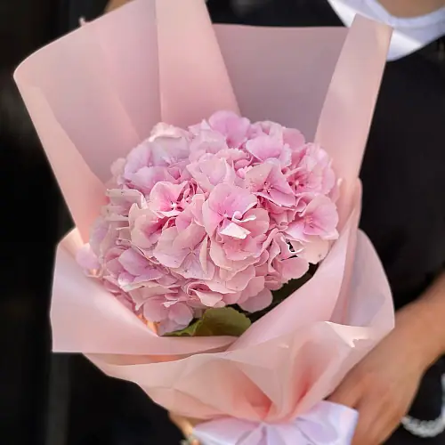 Яркая гортензия