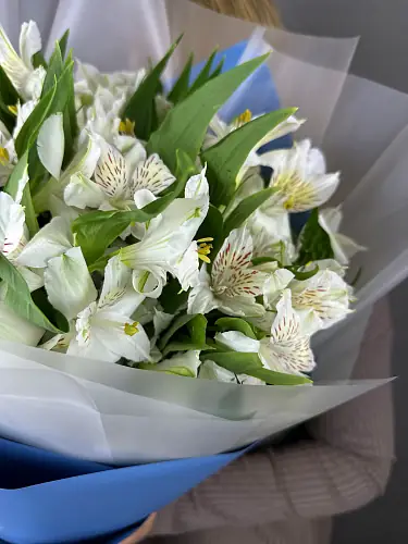 На фото №3 15 Белых Альстромерий