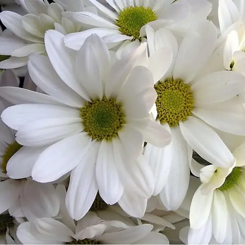 На фото №2 Букет из 25 хризантем в крафте