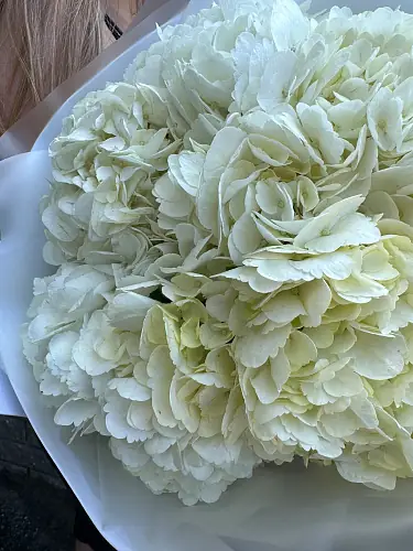 На фото №6 Букет живых цветов из 5 белых гортензий