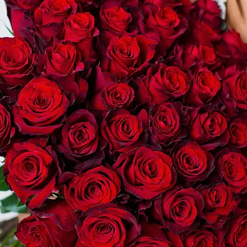 На фото №2 Букет из 101 Элитной розы Explorer (Эквадор)