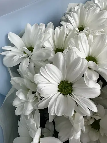 На фото №5 Букет живых цветов из 5 кустовых хризантем