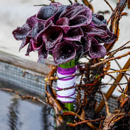 На фото №3 Букет невесты с фиолетовыми каллами 