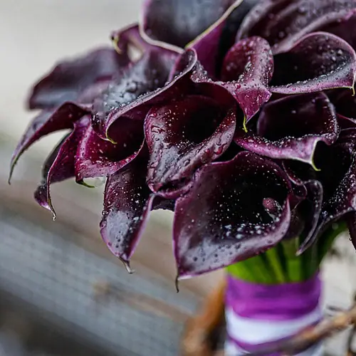 На фото №4 Букет невесты с фиолетовыми каллами 