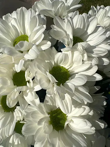 На фото №3 Букет живых цветов из 5 кустовых хризантем оформленный в дизайнерскую упаковку